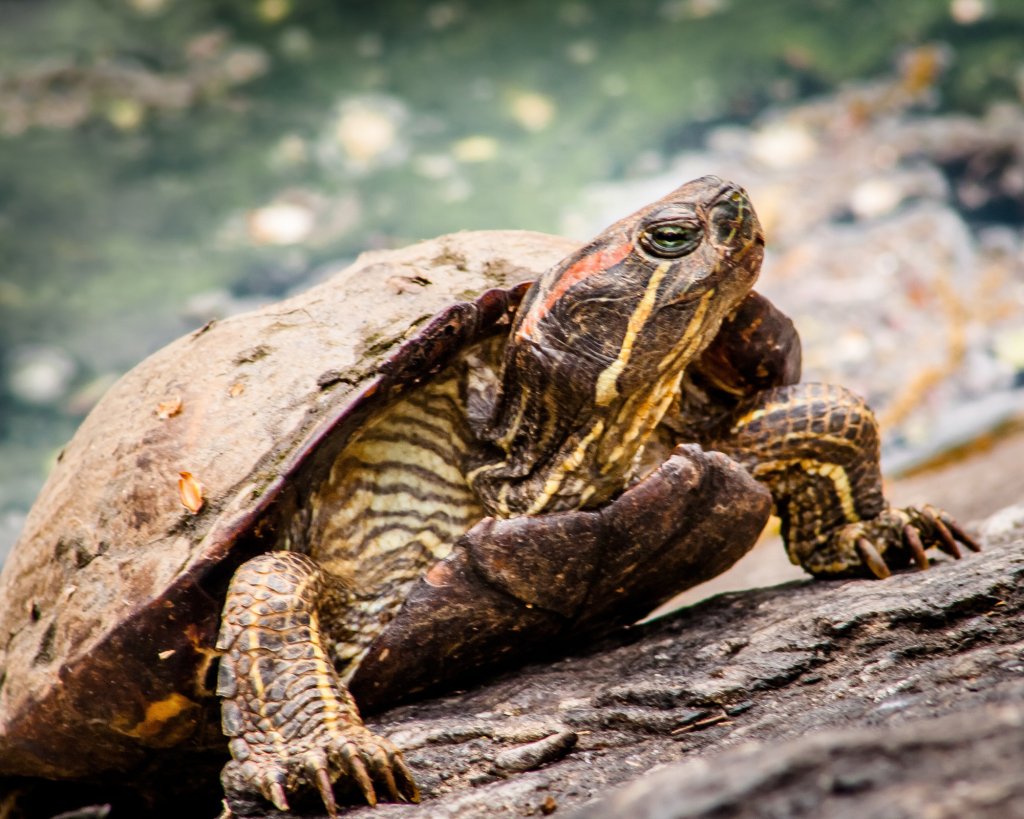 tortuguero-nationalpark-in-costa-rica-schildkr-ten-paradies