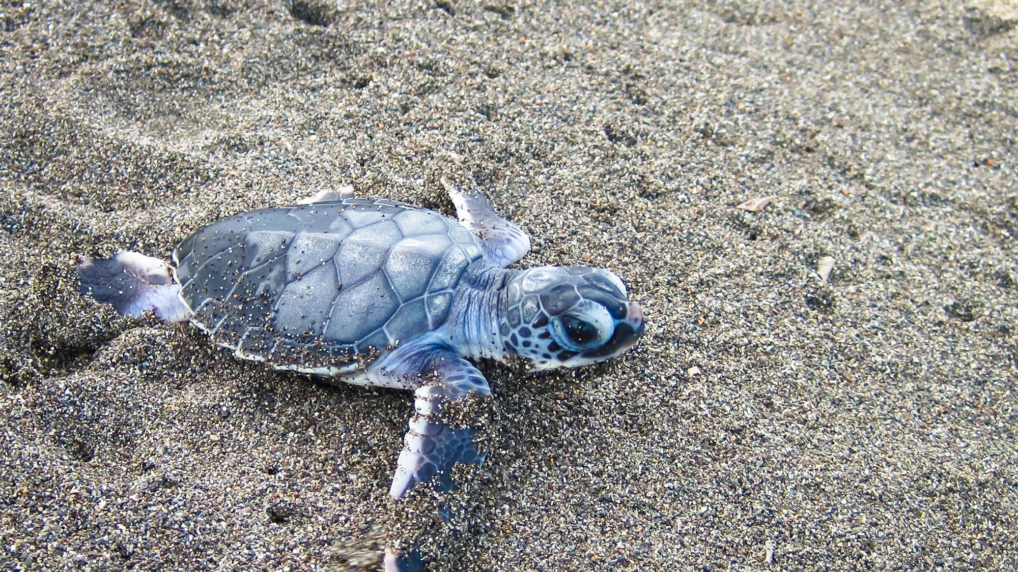 tortuguero-nationalpark-in-costa-rica-schildkr-ten-paradies